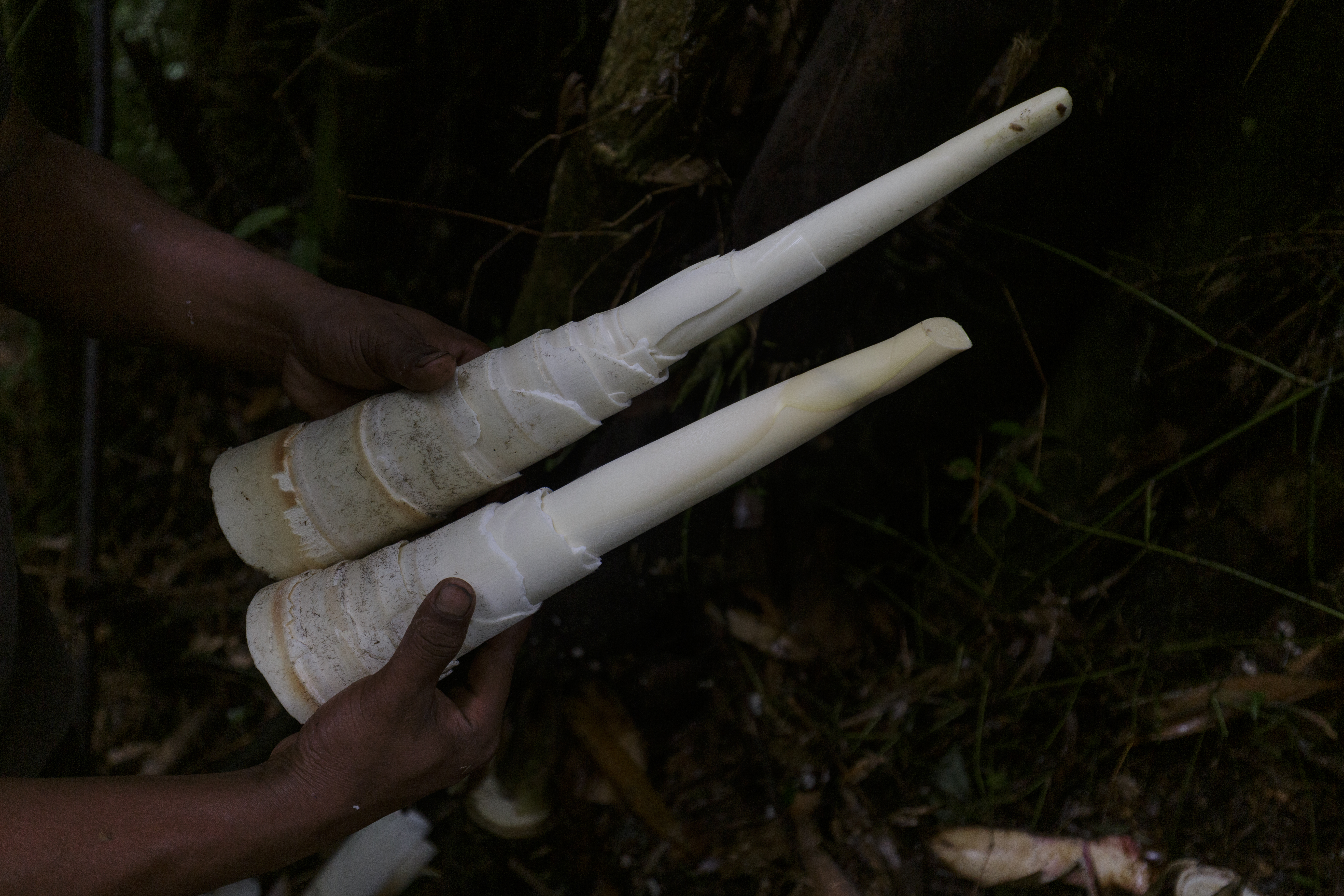 a pair of hands holding two conical young bamboo shoots cut back to their smooth, off-white cores against a forest floor backdrop